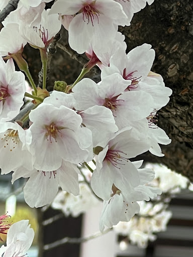 Flowers: They Really Do Talk