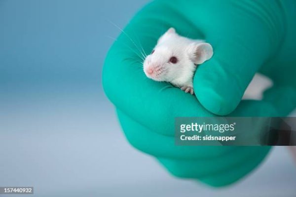 OP ED: Is Cosmetic Based Animal Testing Ethical?