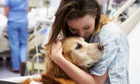 A therapy dog visiting a young patient in hospital.